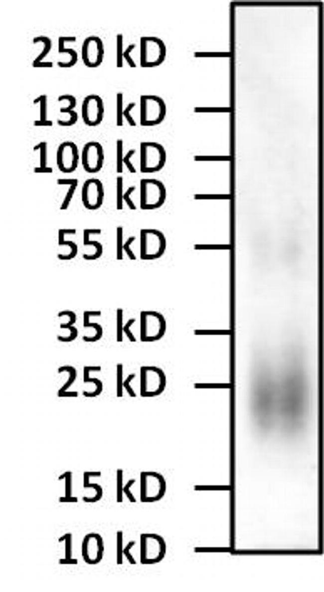 IL-4 Antibody in Western Blot (WB)