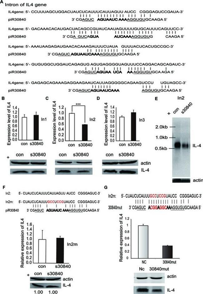 IL-4 Antibody in Western Blot (WB)