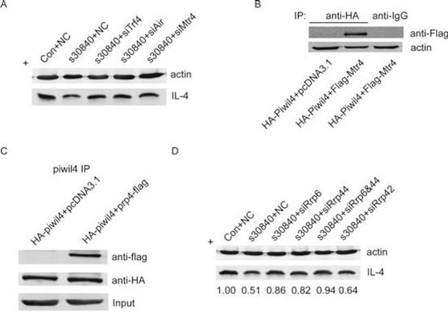 IL-4 Antibody in Western Blot (WB)