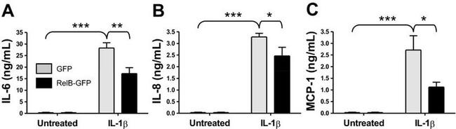 IL-8 (CXCL8) Antibody in ELISA (ELISA)