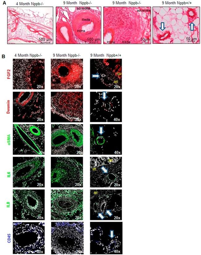 IL-8 (CXCL8) Antibody in Immunohistochemistry (Frozen) (IHC (F))