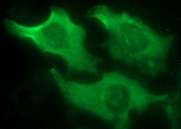 IL10RA Antibody in Immunocytochemistry (ICC/IF)