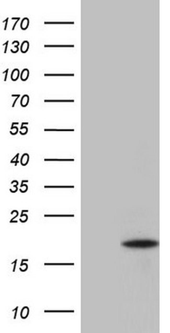 IL13 Antibody in Western Blot (WB)