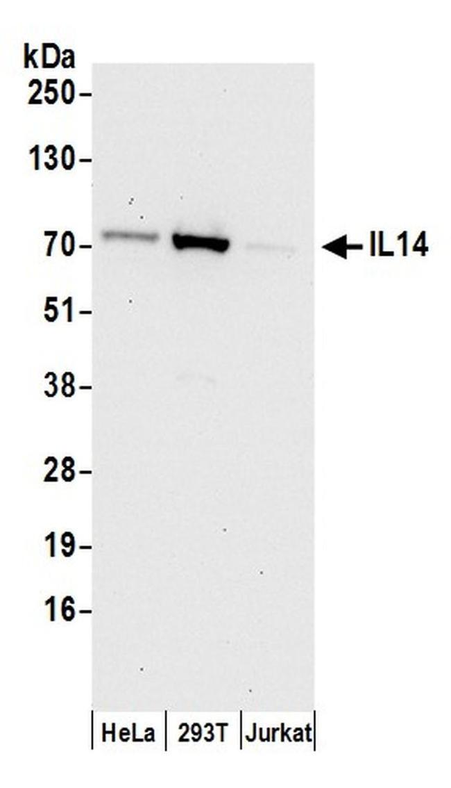 IL14 Antibody in Western Blot (WB)