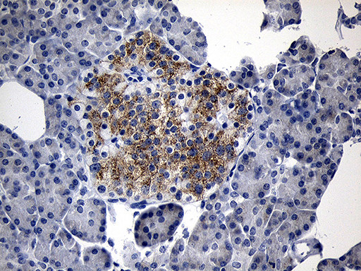 IL17B Antibody in Immunohistochemistry (Paraffin) (IHC (P))