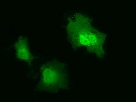 IL1F6 Antibody in Immunocytochemistry (ICC/IF)