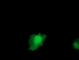 IL1F6 Antibody in Immunocytochemistry (ICC/IF)