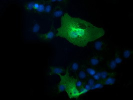 IL1F6 Antibody in Immunocytochemistry (ICC/IF)