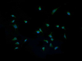 IL1F9 Antibody in Immunocytochemistry (ICC/IF)