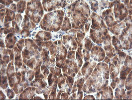 IL1F9 Antibody in Immunohistochemistry (Paraffin) (IHC (P))