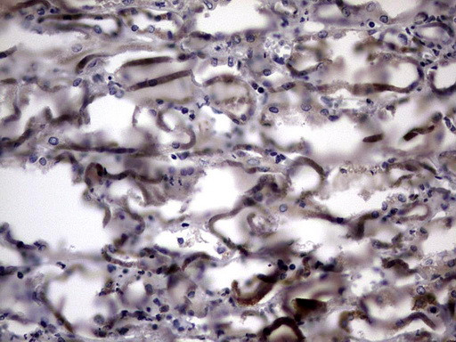 IL20 Antibody in Immunohistochemistry (Paraffin) (IHC (P))