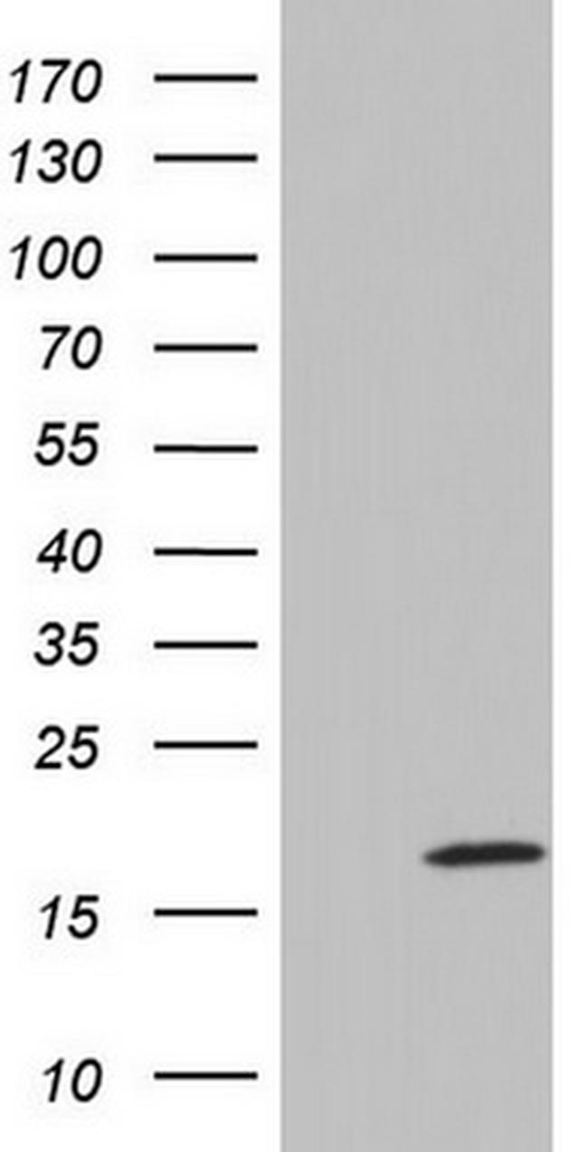 IL20 Antibody in Western Blot (WB)