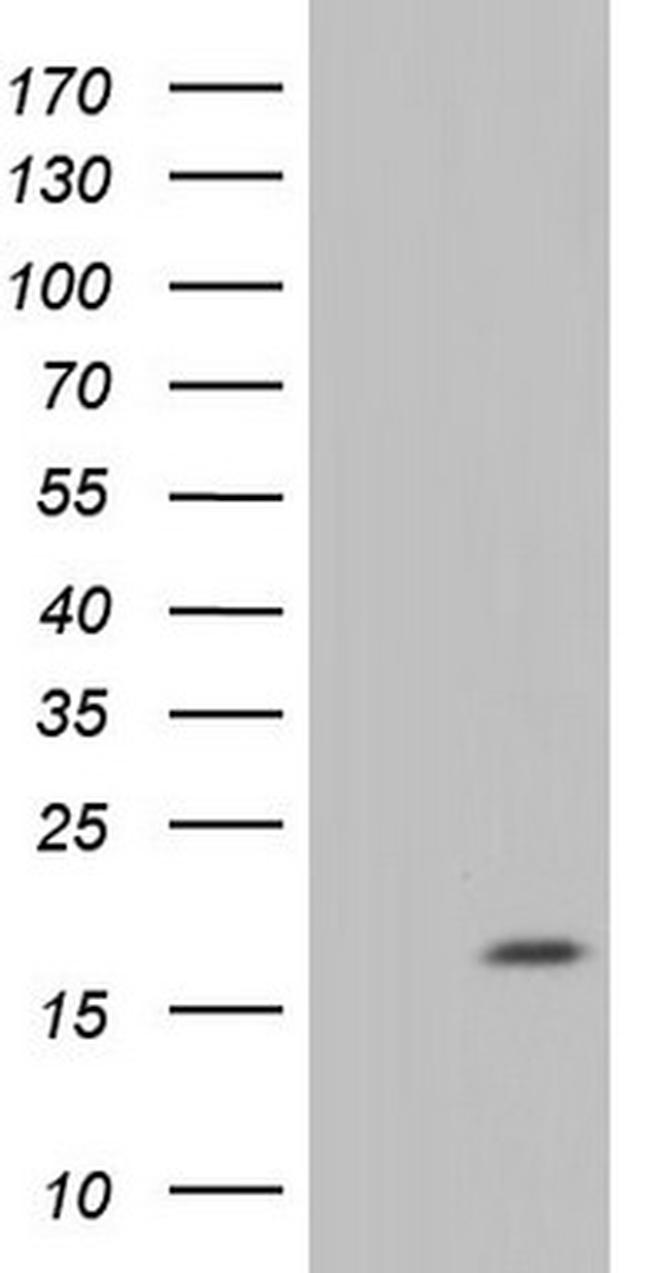 IL20 Antibody in Western Blot (WB)