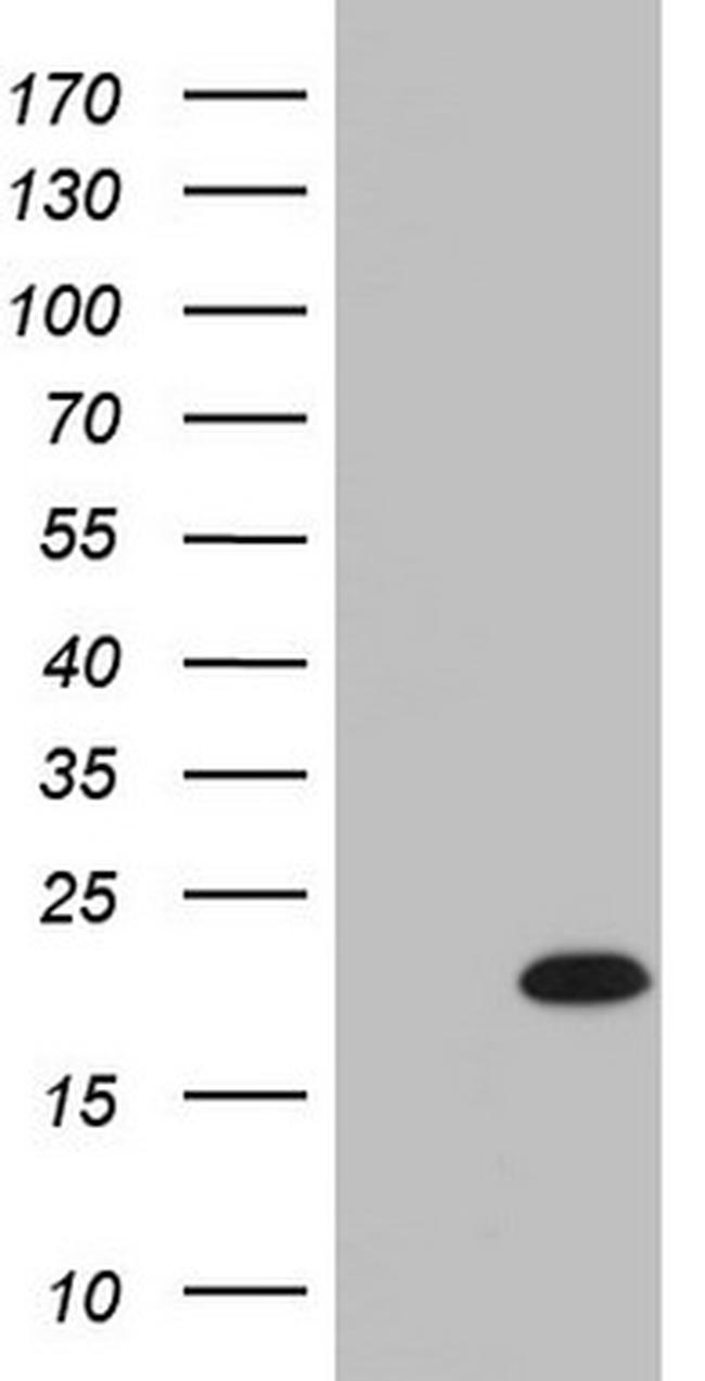 IL20 Antibody in Western Blot (WB)