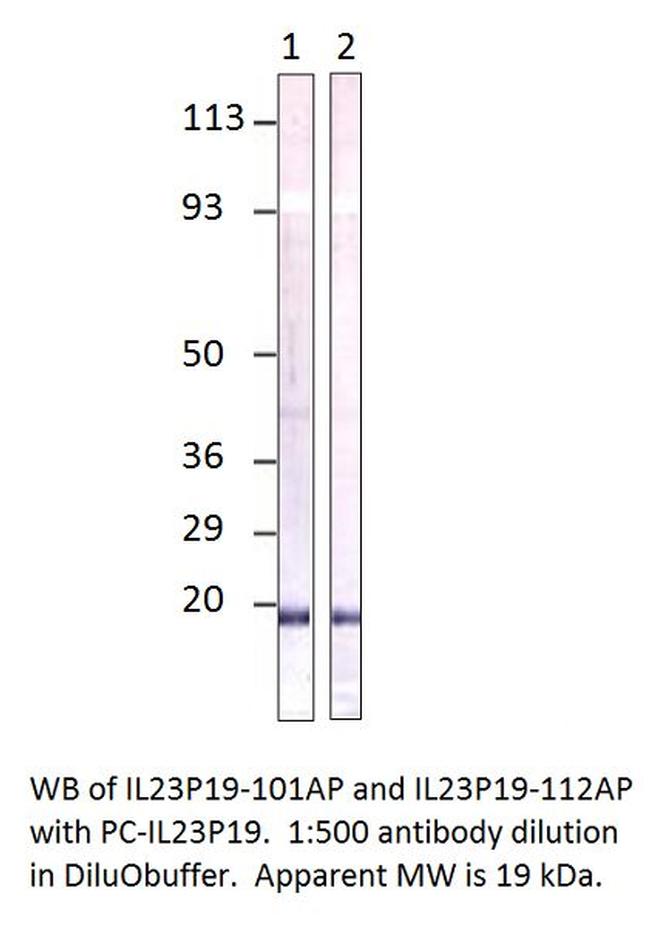 IL23 P19 Antibody in Western Blot (WB)