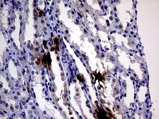 IL24 Antibody in Immunohistochemistry (Paraffin) (IHC (P))