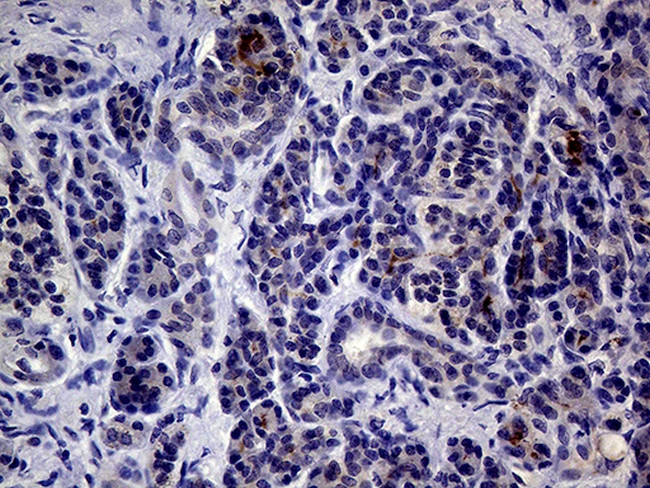 IL24 Antibody in Immunohistochemistry (Paraffin) (IHC (P))