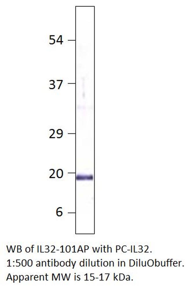 IL32 Antibody in Western Blot (WB)