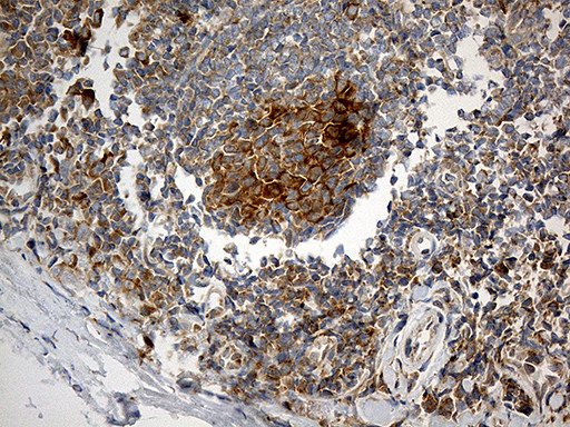 IL34 Antibody in Immunohistochemistry (Paraffin) (IHC (P))