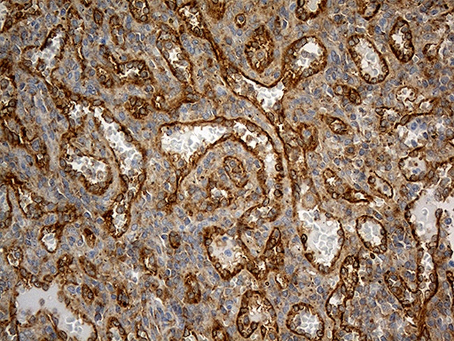 IL34 Antibody in Immunohistochemistry (Paraffin) (IHC (P))