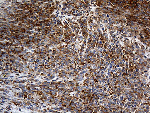 IL34 Antibody in Immunohistochemistry (Paraffin) (IHC (P))