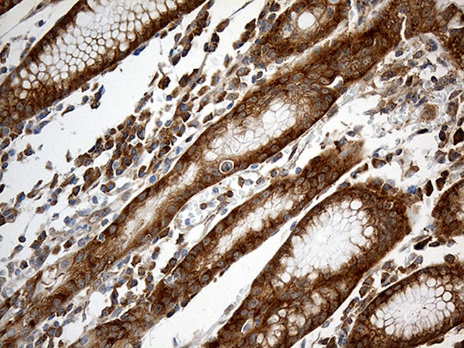 IL34 Antibody in Immunohistochemistry (Paraffin) (IHC (P))