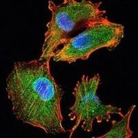 IL-34 Antibody in Immunocytochemistry (ICC/IF)