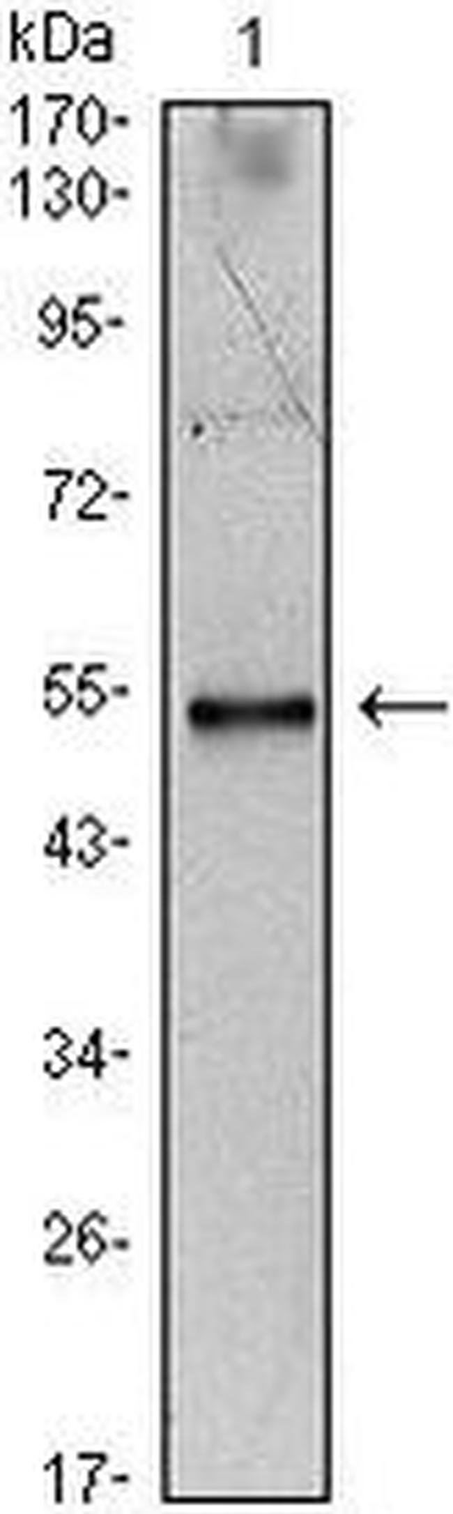 IL-34 Antibody in Western Blot (WB)