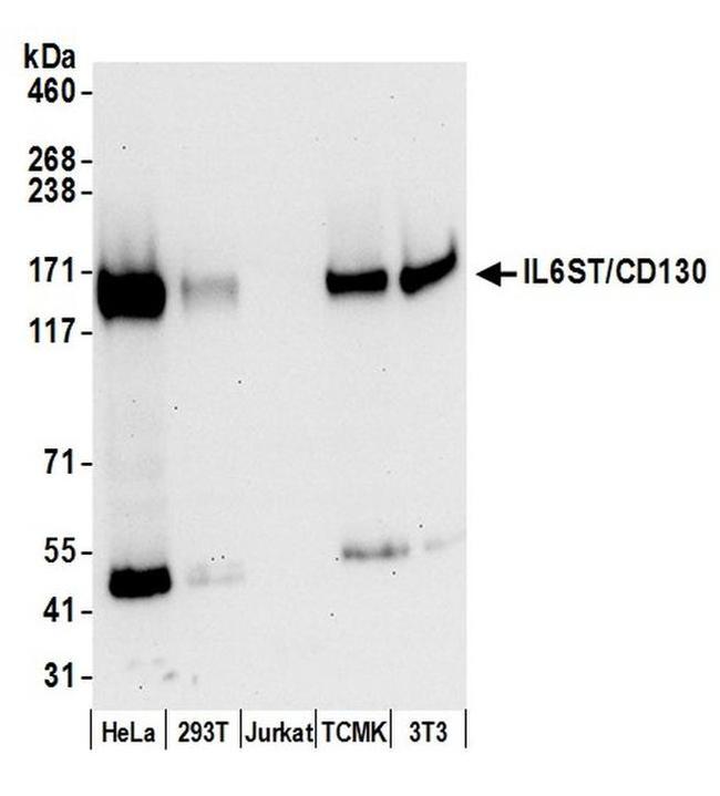 IL6ST/CD130 Antibody in Western Blot (WB)