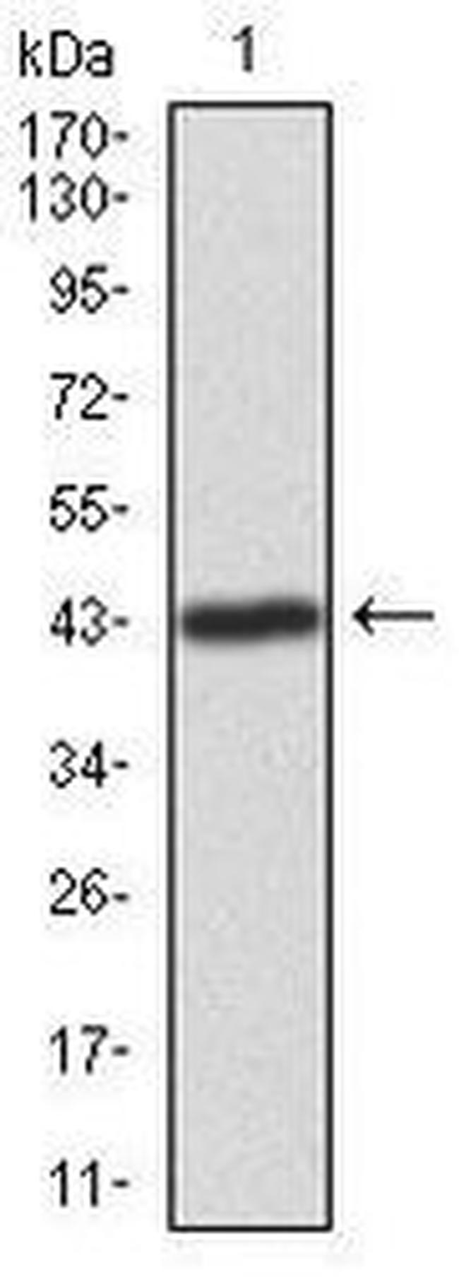 ILK Antibody in Western Blot (WB)