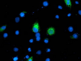 ILVBL Antibody in Immunocytochemistry (ICC/IF)