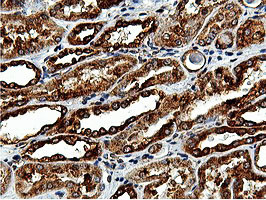 ILVBL Antibody in Immunohistochemistry (Paraffin) (IHC (P))