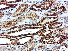 ILVBL Antibody in Immunohistochemistry (Paraffin) (IHC (P))