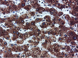 ILVBL Antibody in Immunohistochemistry (Paraffin) (IHC (P))