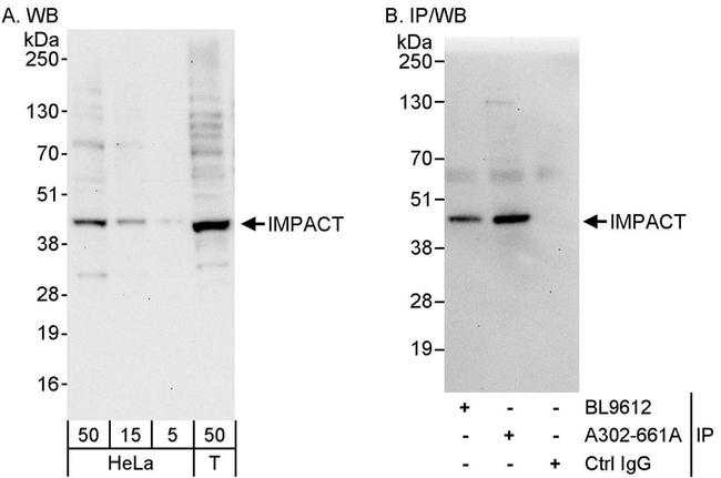 IMPACT Antibody in Western Blot (WB)