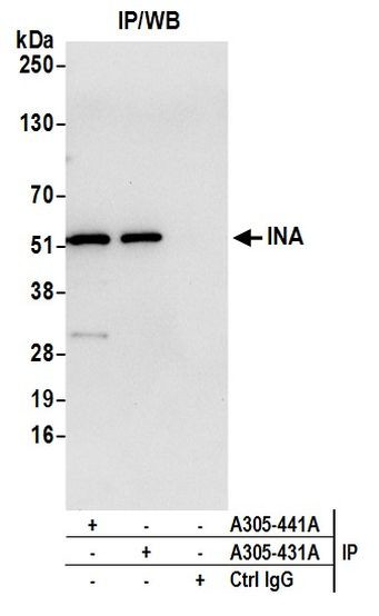 INA Antibody in Immunoprecipitation (IP)
