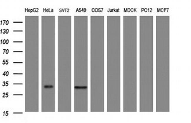 ING2 Antibody in Western Blot (WB)