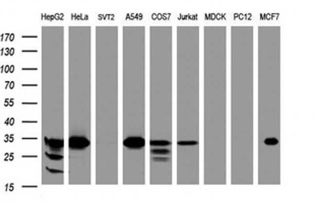 ING2 Antibody in Western Blot (WB)