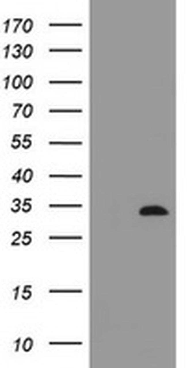 ING2 Antibody in Western Blot (WB)