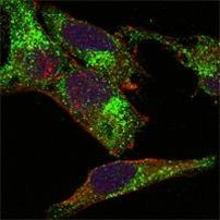 INHA Antibody in Immunocytochemistry (ICC/IF)