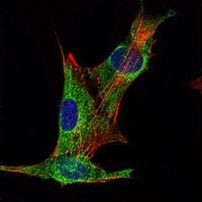 INHA Antibody in Immunocytochemistry (ICC/IF)