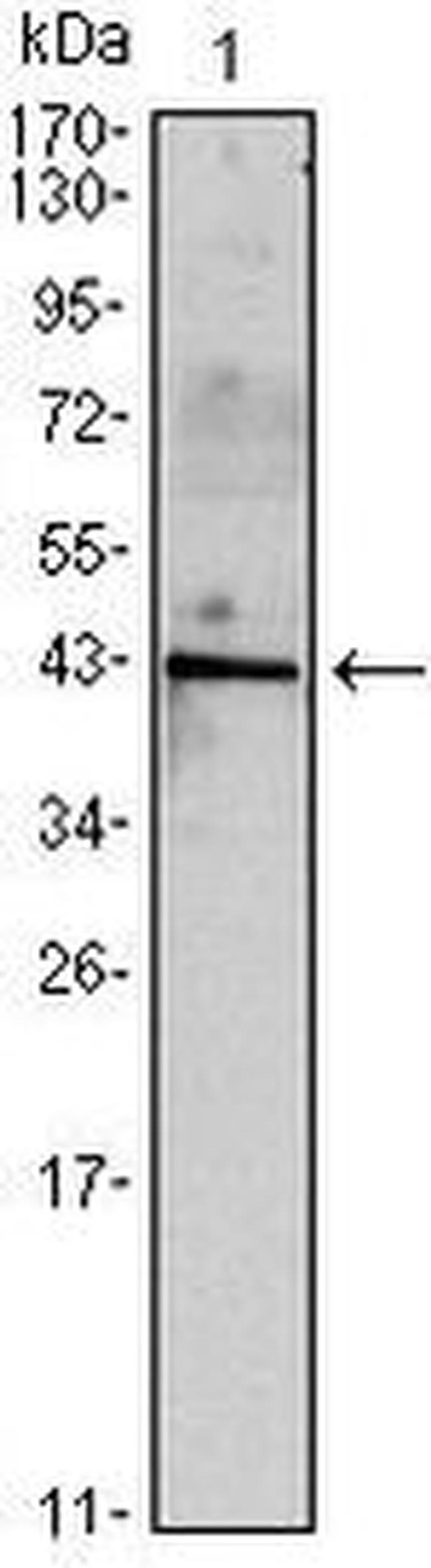 INHA Antibody in Western Blot (WB)