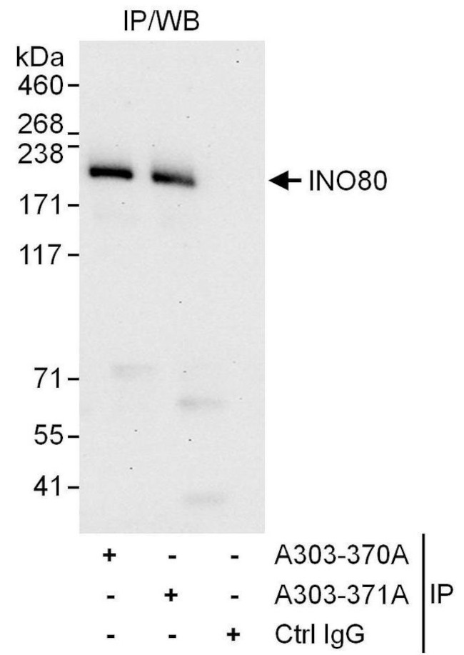 INO80 Antibody in Immunoprecipitation (IP)