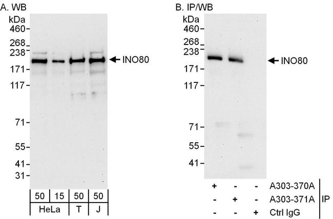 INO80 Antibody in Western Blot (WB)