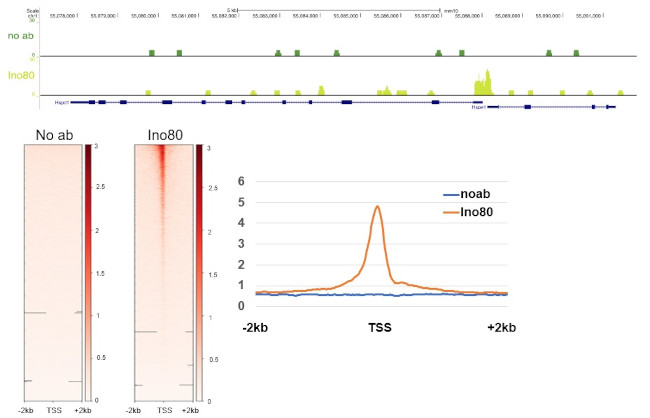 INO80 Antibody in CUT&RUN (C&R)