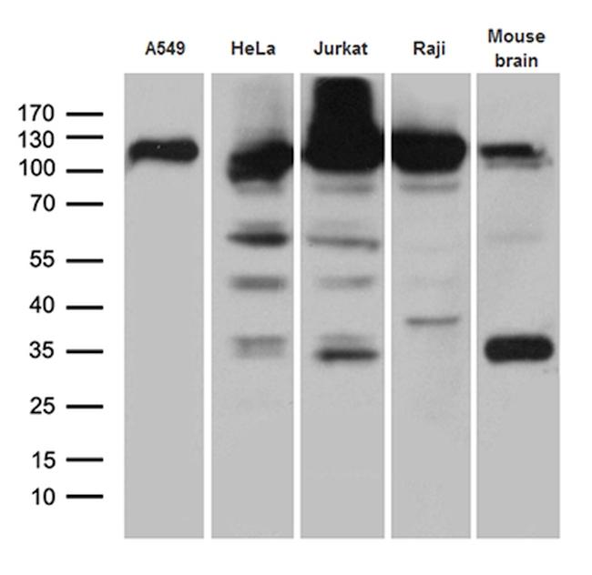 IPO5 Antibody in Western Blot (WB)