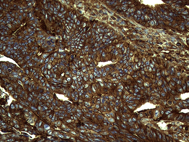 IQGAP1 Antibody in Immunohistochemistry (Paraffin) (IHC (P))