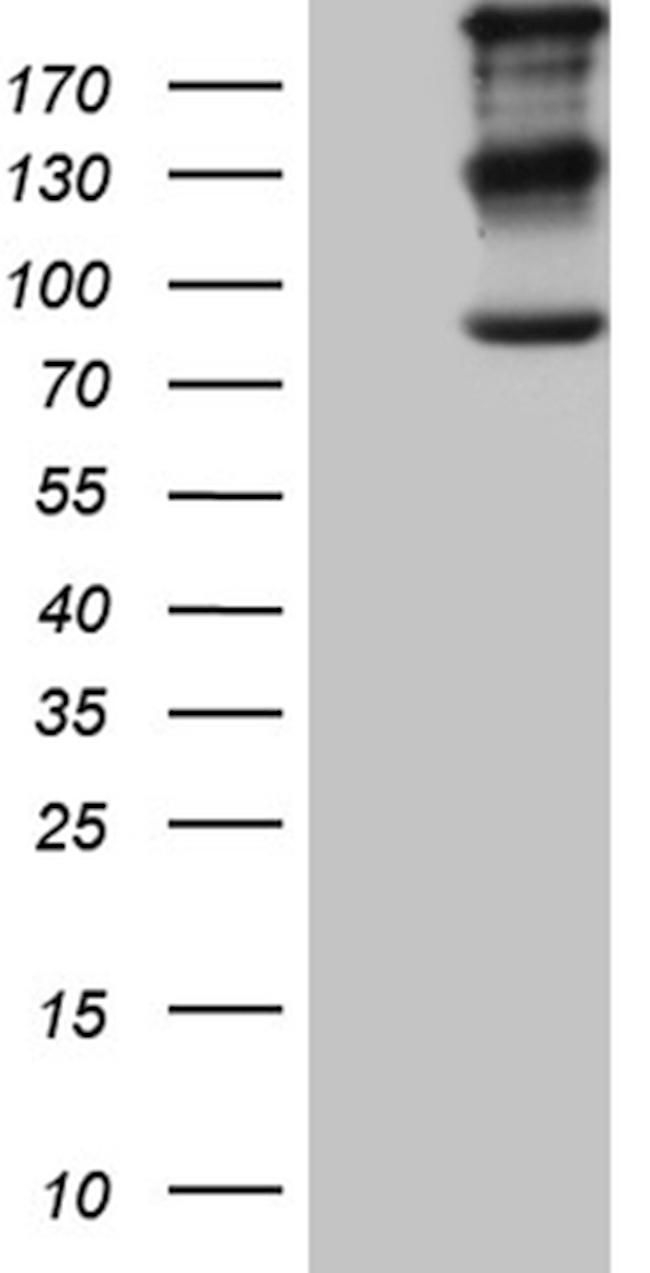 IQGAP1 Antibody in Western Blot (WB)