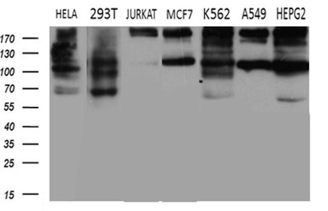 IQGAP1 Antibody in Western Blot (WB)