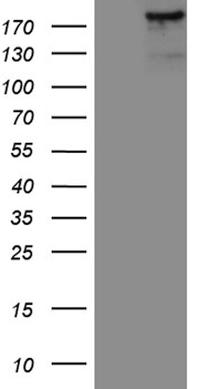 IQGAP1 Antibody in Western Blot (WB)